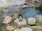 Tux was with us, as usual. He did prefer not to take a bath in this hot surroundings.