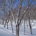 神奈山・前山 014.JPG -- Winter forest